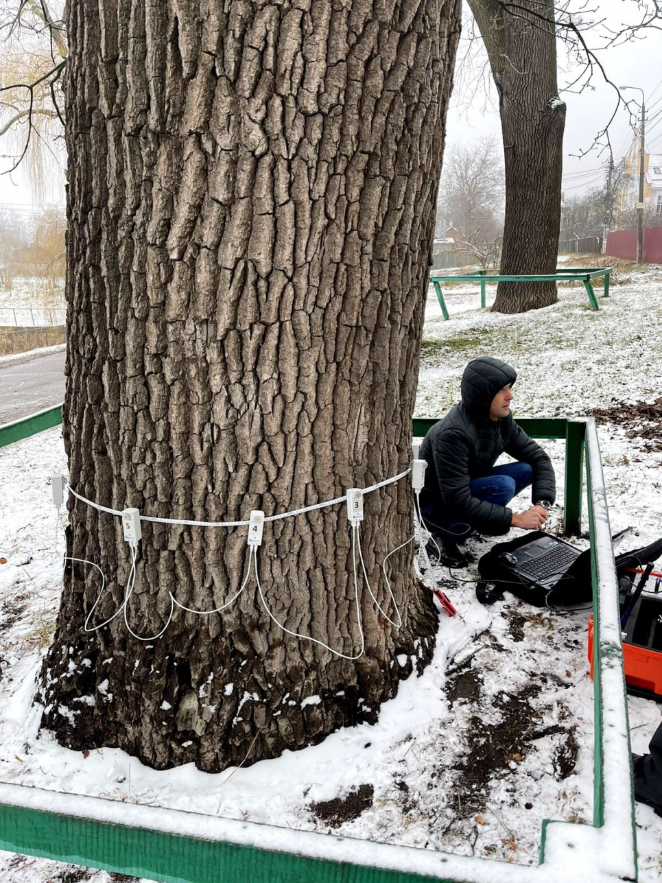 Фото: КО «Киевзеленбуд»