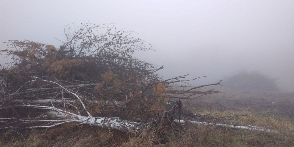 У Київській області розікрали 1459 гектарів лісу Фото: uncg.org.ua