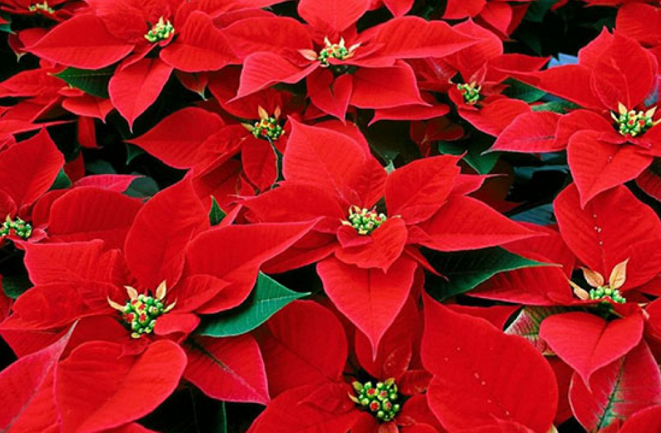 Святкова квітка: флористка розповіла, як доглядати за пуансетією Пуансетія