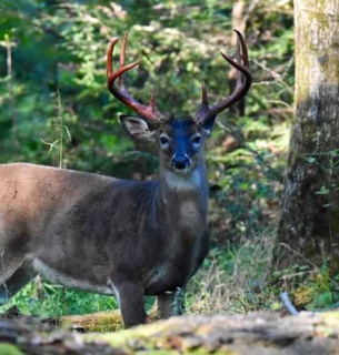Rewilding Ukraine защищает сады Одесской области от оленей