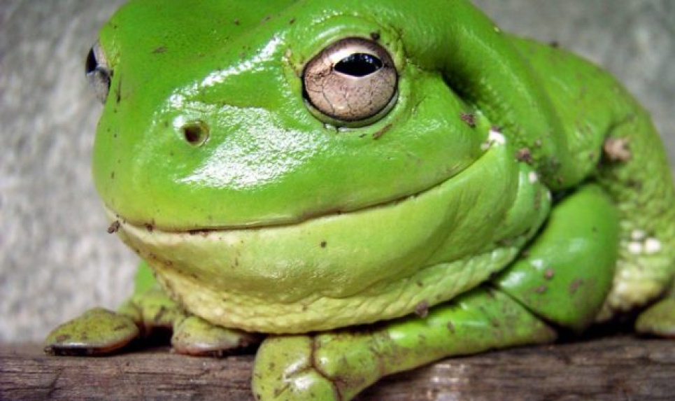 В Україні є фермери, які культивують жаб: заморожений напівфабрикат коштує 450−650 грн/кг