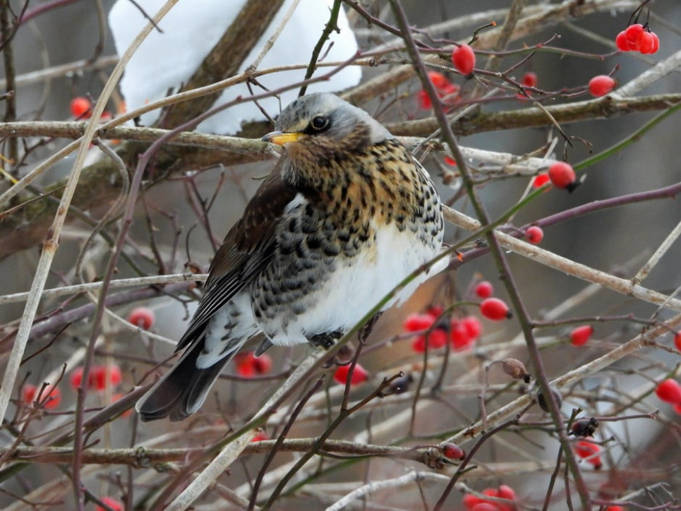 "Птахи-патріоти": у Карпатському заповіднику показали птахів, що зимують (ФОТО) Чикотень.Всі фото - Юрія Поповича