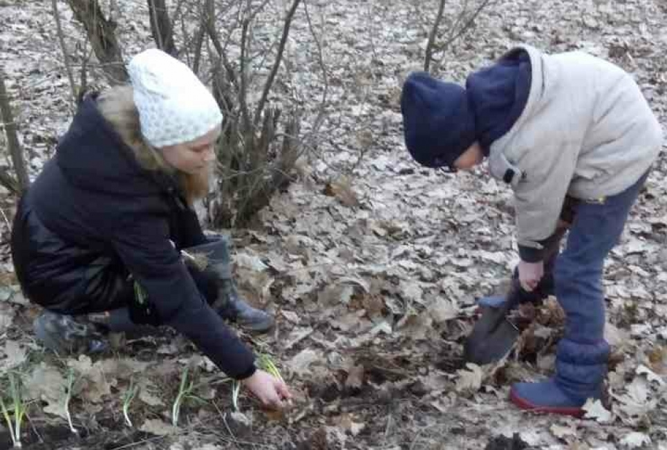 Посади підсніжники — виграй мобілку: стартує дитячий конкурс з посадки в лісах квітів