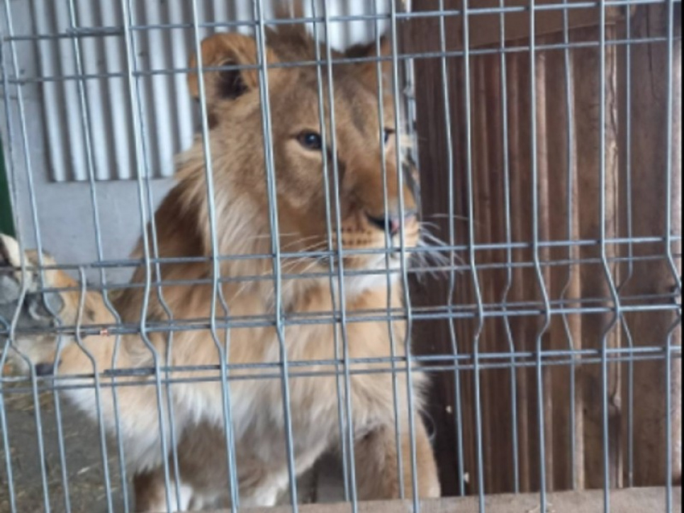 У притулок Бориспільщини привезуть півторарічного лева з Прикарпаття Лев