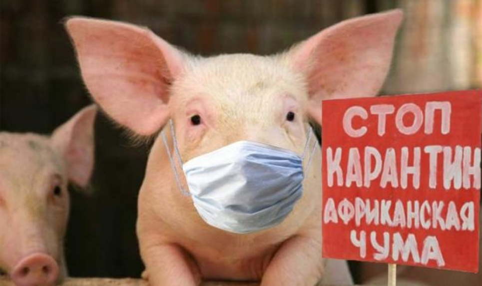 У передмісті столиці спалах чуми: у зоні нагляду 21 село Свиня