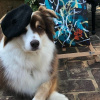 Вівчарка Іві малює картини / instagram.com/ivykitetheaussie