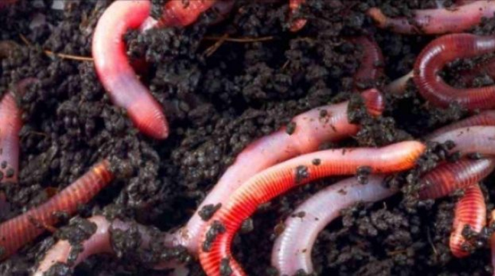 На Черкащині «дорослі» хробаки виготовляють органічне добриво