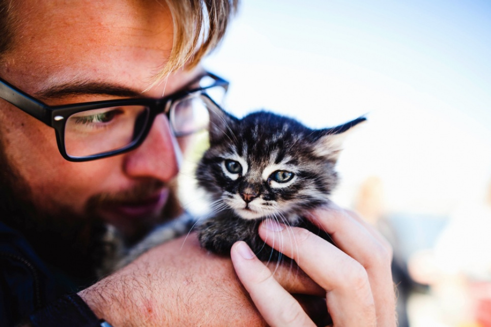 Лазерные указки и электронные игры вредны для психики животных - зоопсихолог Кот