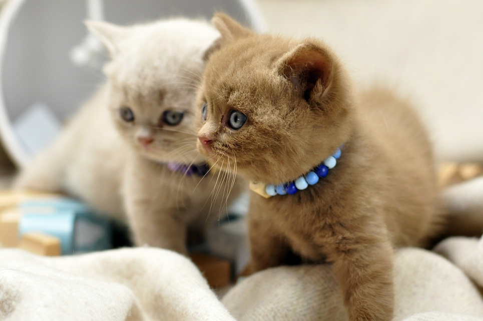 Зоопсихолог рассказал, можно ли оставлять кошек на передержку Котята