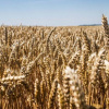 Мировые цены на пшеницу падают третий месяц подряд — отчет ФАО