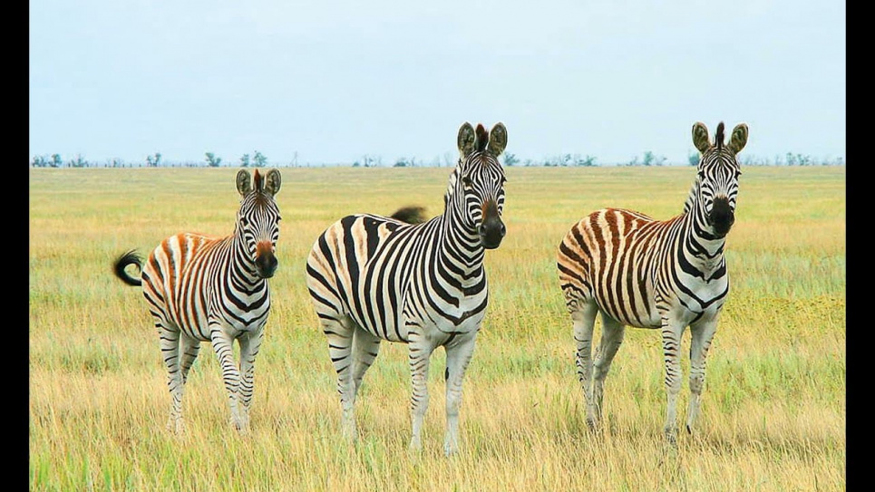 У заповіднику «Асканія-Нова» немає чим годувати тварин: як допомогти