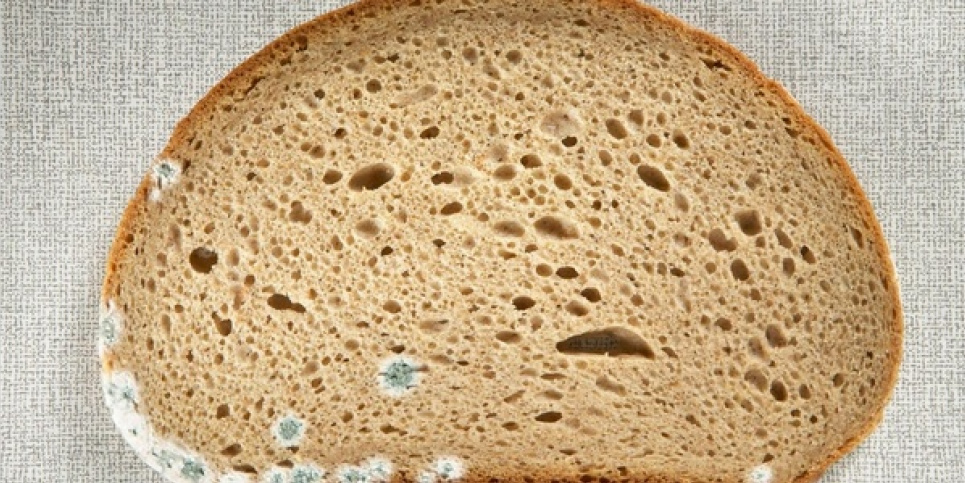 Хліб, сир та джем: чи можна їсти продукти з пліснявою