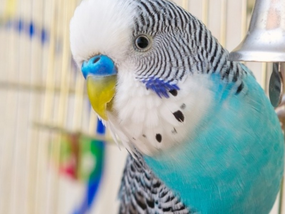 Сегодня 31 мая Всемирный день попугая