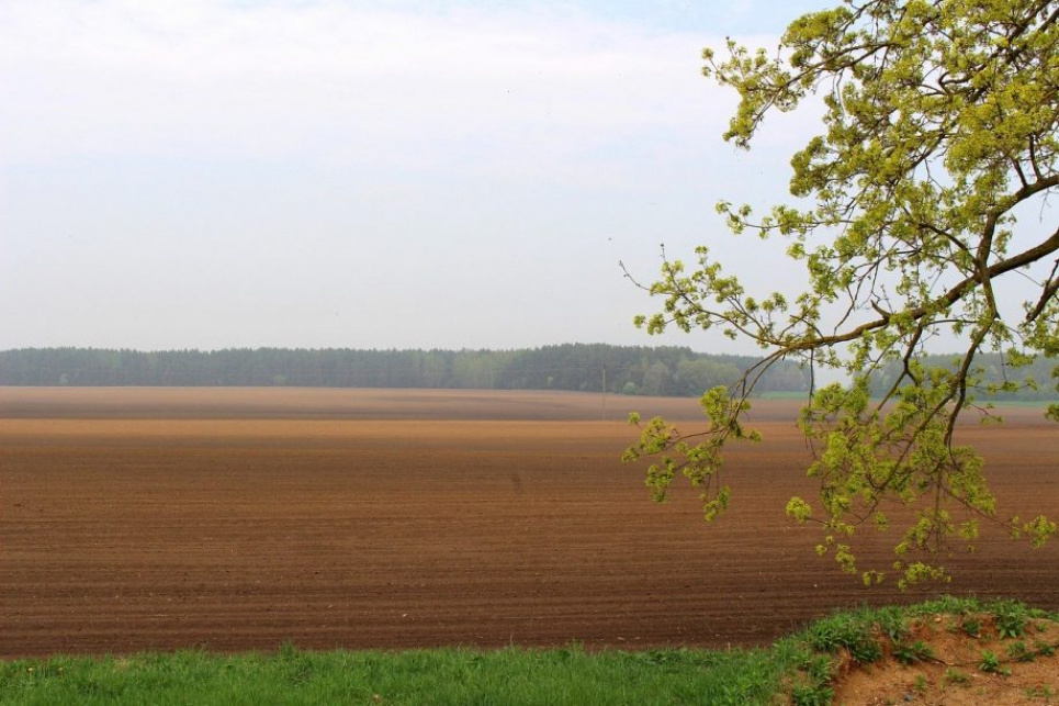 У НААН розрахували, скільки врожаю Україна втратить цьогоріч через війну