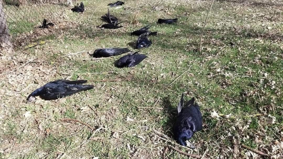 У "Тузлівських лиманах" виявили 8 локацій з мертвими птахами: понад 500 граків