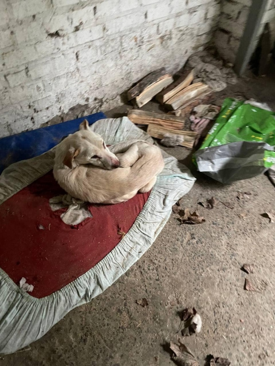 300 собак у притулку Бородянки загинули від голоду і спраги