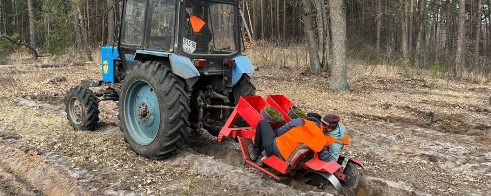Лісівники Черкащини висадили триста гектарів лісу