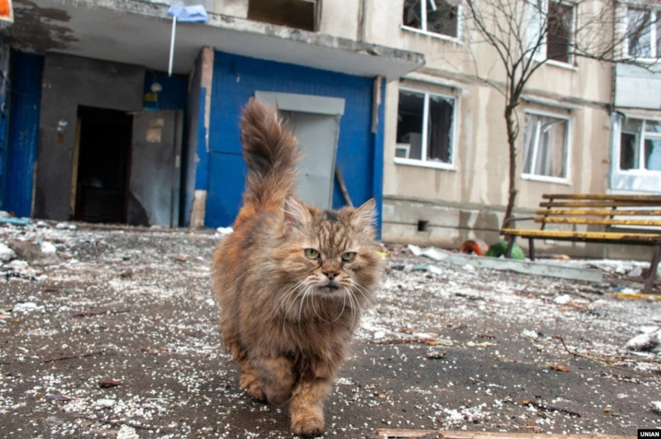 Фото рудого кота з Бучі облетіло весь світ, ставши символом життя