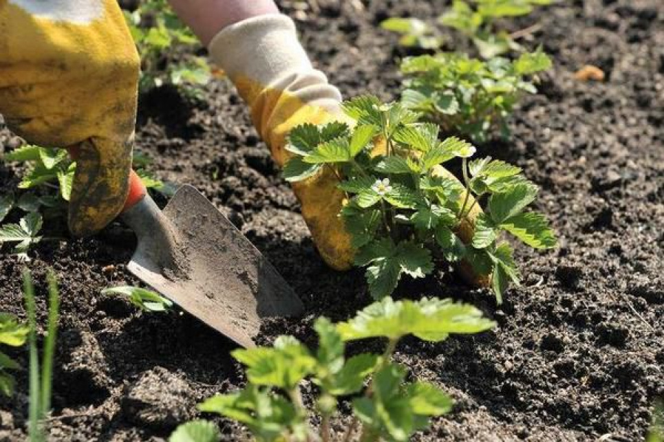 Місячний посівний календар на травень 2022: коли найкраще висаджувати квіти, а коли - плодові дерева