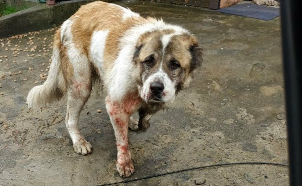 В Ірпені алабай із покаліченою лапою лежав на вулиці в калюжі крові