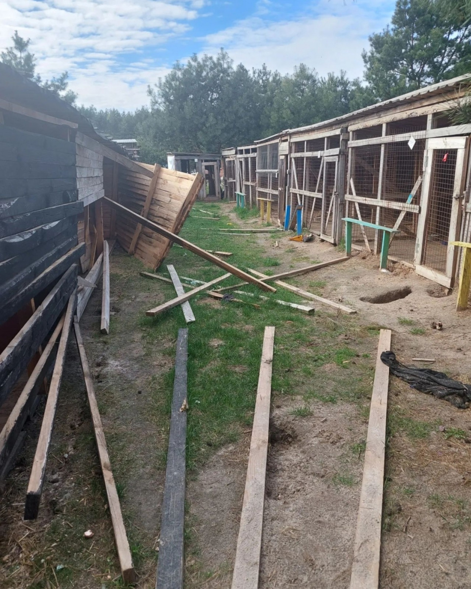 Зруйнований окупантами притулок для тварин потребує допомоги(Відео)