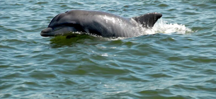 Масово гинуть дельфіни Крим Екологія