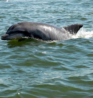 Война уничтожила до 50 тысяч дельфинов в Черном море