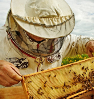 Нормативні зміни в галузі бджільництва мають повністю відповідати вимогам ЄС
