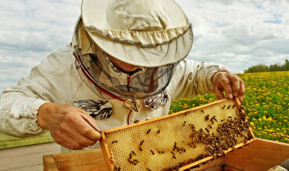 Развитие пчеловодства в Украине