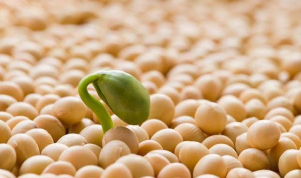 Продукти, які знижують ризик розвитку діабету