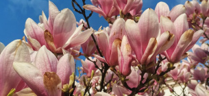 Цвітіння магнолій в Ужгороді: коли та де дивитися