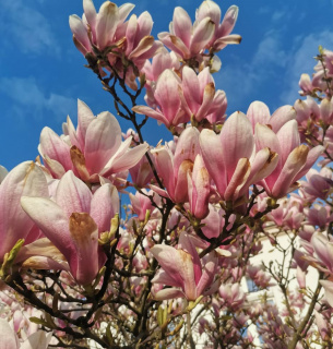 Цвітіння магнолій в Ужгороді: коли та де дивитися