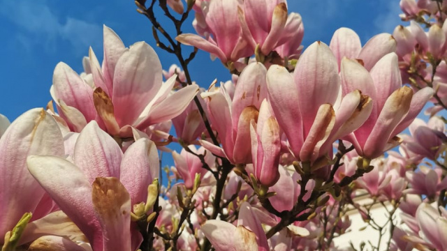 Цвітіння магнолій в Ужгороді: коли та де дивитися