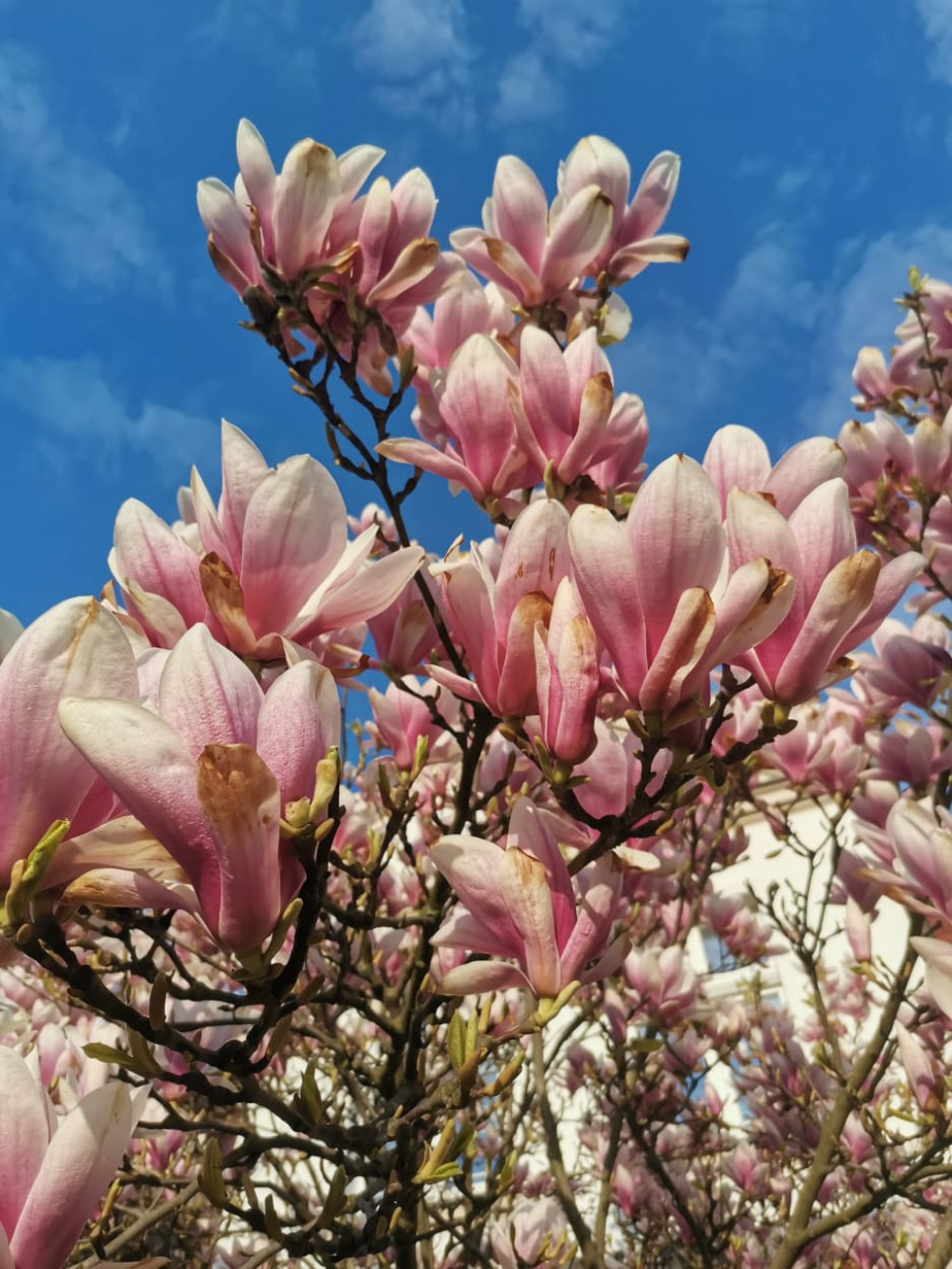 Цветение магнолий в Ужгороде: когда и где посмотреть