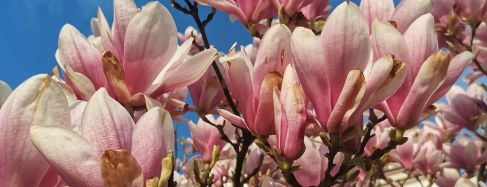 Цветение магнолий в Ужгороде: когда и где посмотреть