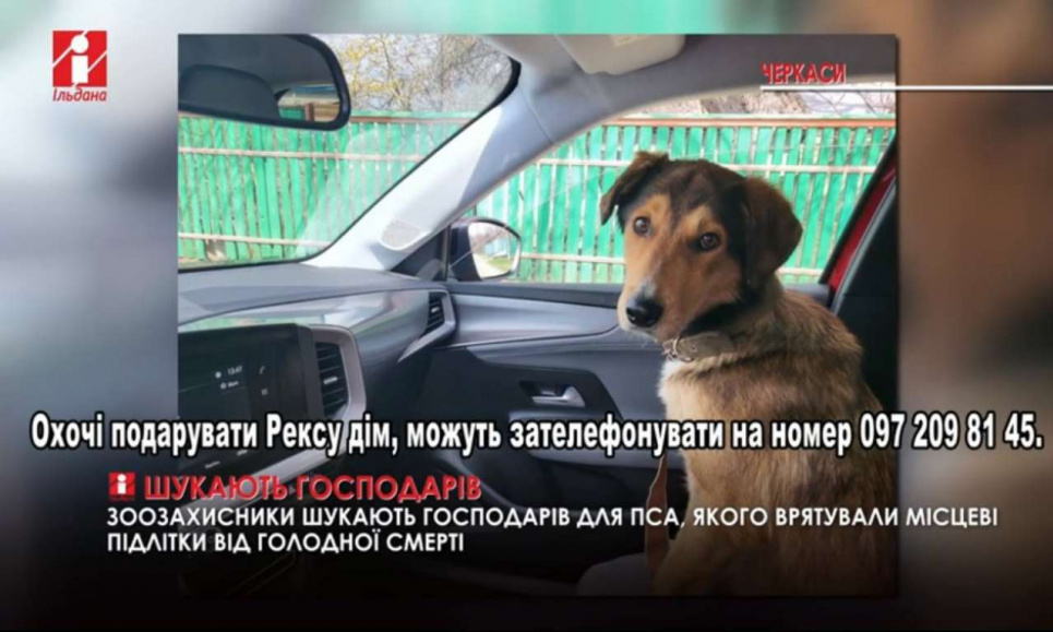 Прив’язаний у посадці:у Черкасах шукають господарів для пса, якого врятували від голодної смерті(ВІДЕО)