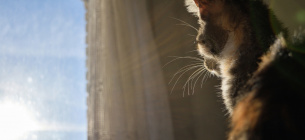 Убийцы кота приговорили к 2,5 годам тюрьмы