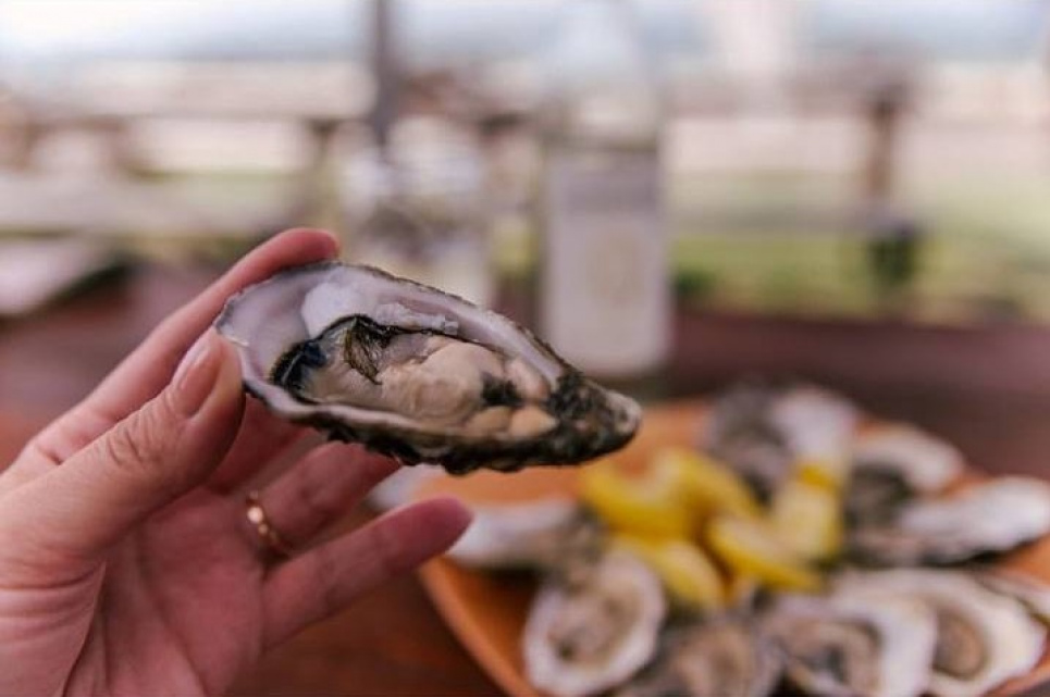 Аква-ферма, яка намагалася відродити чорноморських устриць, працює сьогодні