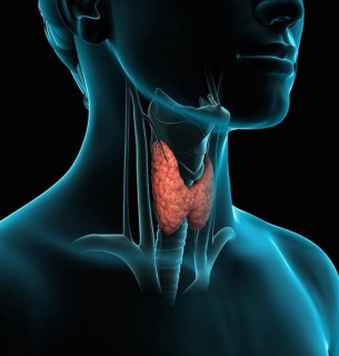 Щитовидна залоза виробляє два головних гормони