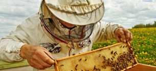 Новые нормативные изменения в области пчеловодства должны полностью соответствовать требованиям ЕС