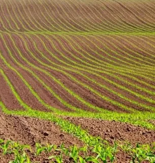 Львівщина перевиконала план посівної: кукурудзи та соняшника посіяли значно більше Аграрії Львівщини завершили посівну