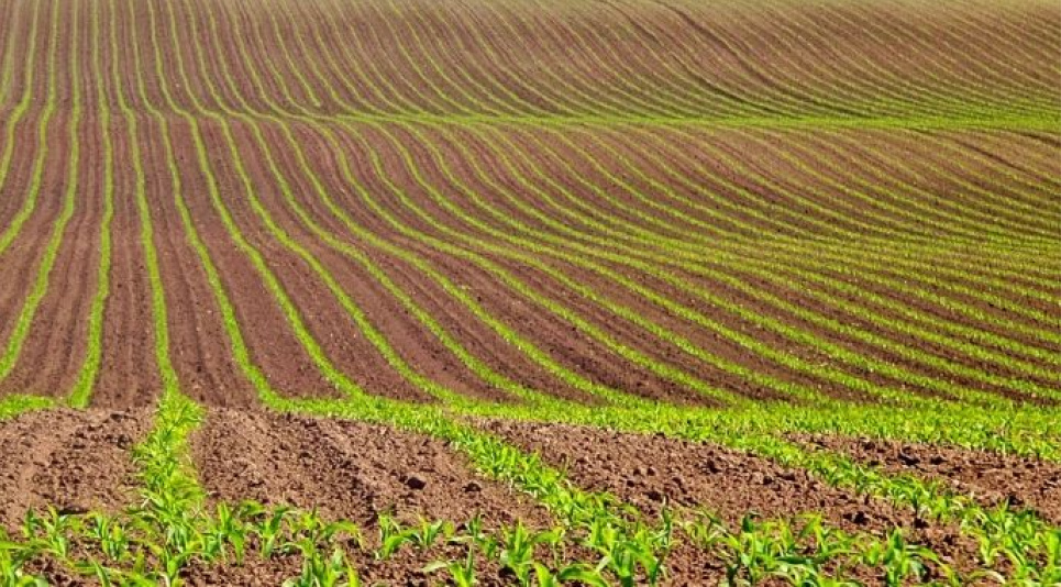 Львівщина перевиконала план посівної: кукурудзи та соняшника посіяли значно більше Аграрії Львівщини завершили посівну