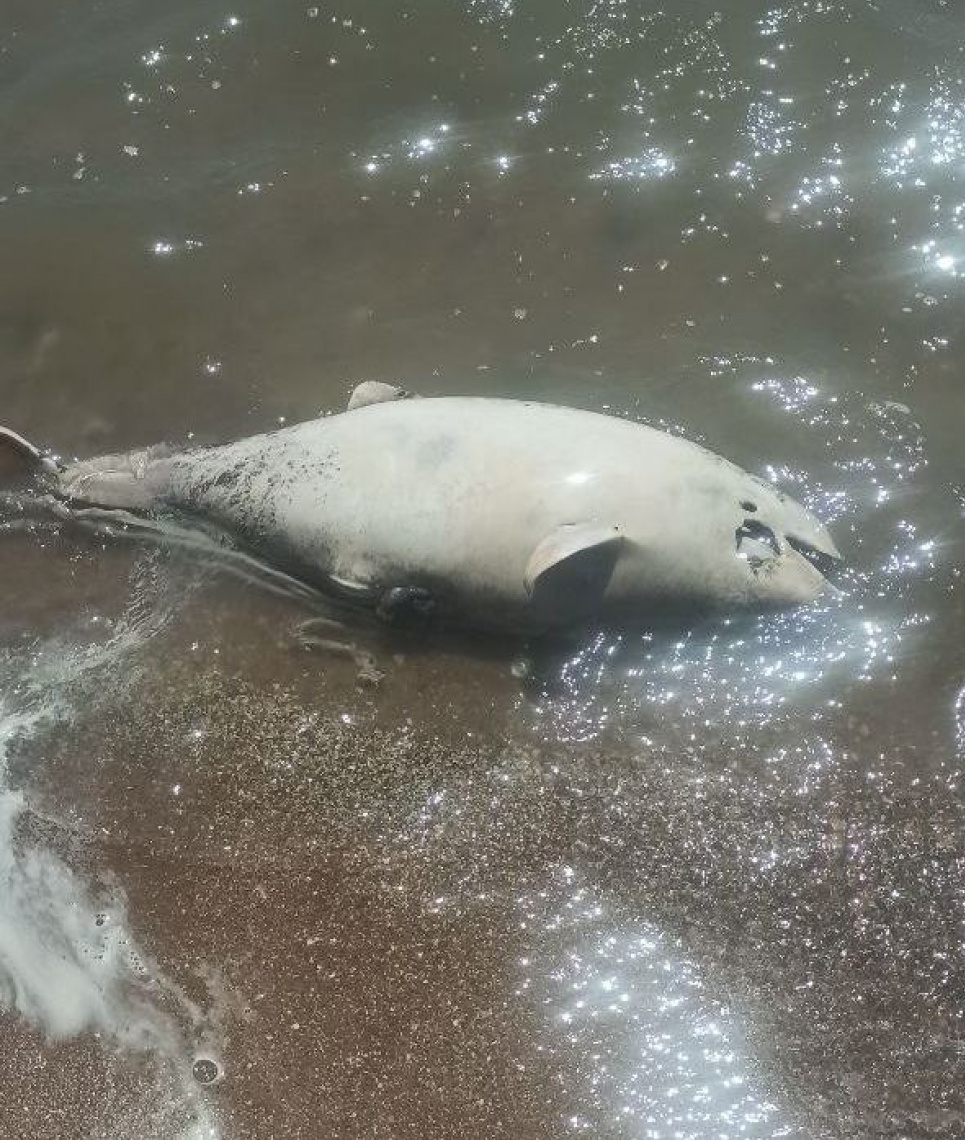 рыба азовского моря