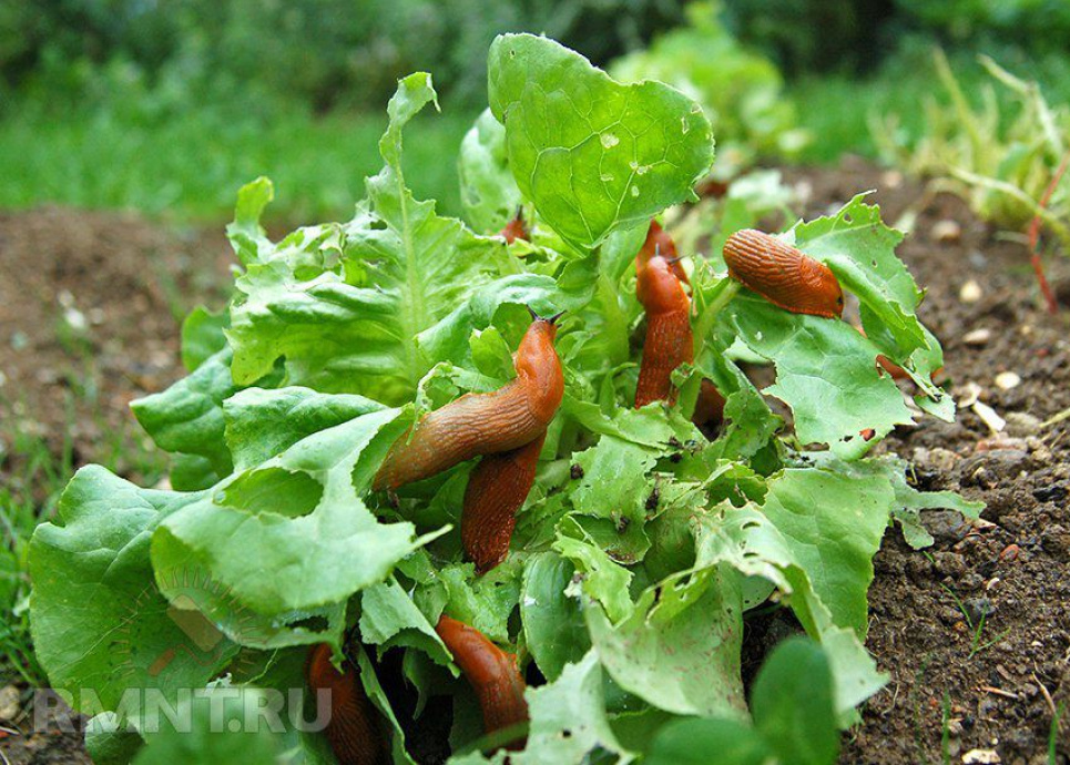 Три простих засоби допоможуть позбавити ділянку равликів і слимаків
