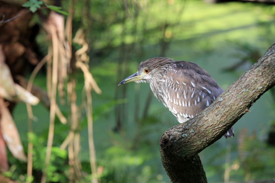 Під час війни вибухи, винищувачі та інша зброя завдають шкоди не лише через прямі попаданя: що таке шумове забруднення