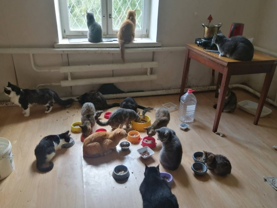 Жінка змогла вивезти з-під обстрілів з Бахмуту 26 тварин