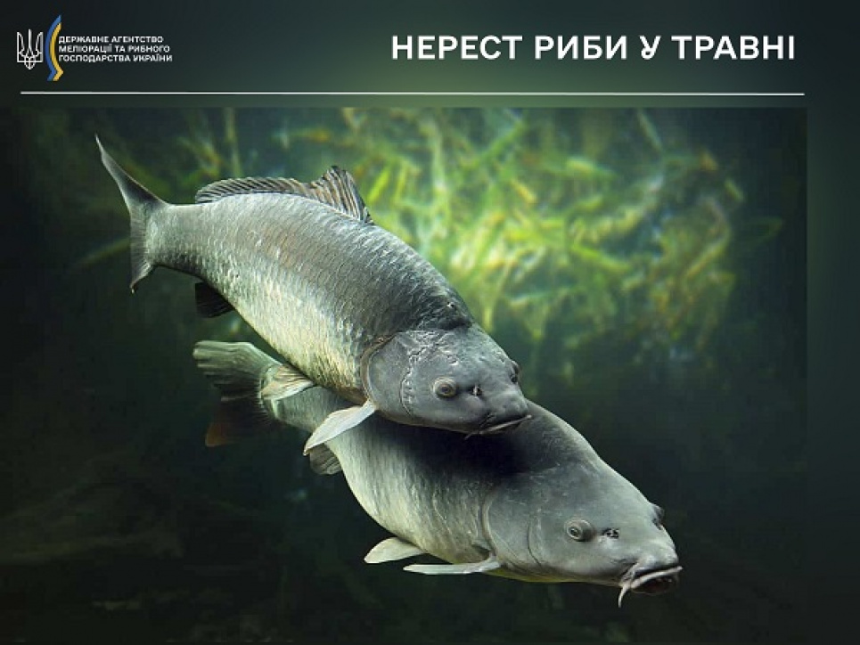 У Держрибагентстві розповіли, яка ситуація склалася із нерестом у прісноводних водоймах