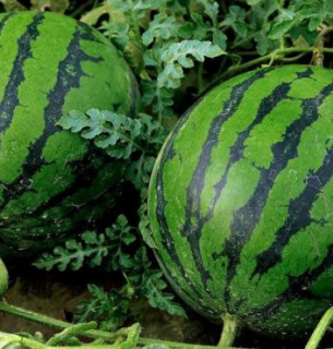 Вирощування кавунів на Херсонщині