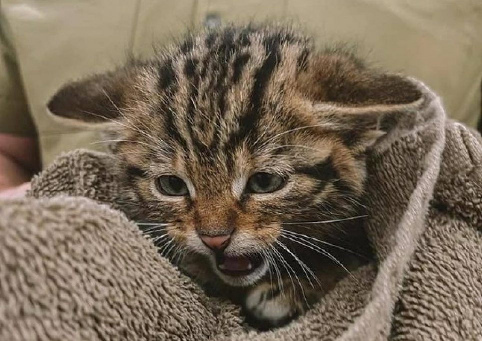 На Одещині були знайдені маленькі червонокнижні лісові кошенята
