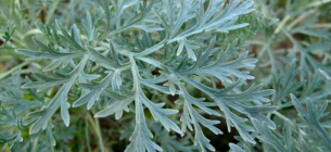 Українські традиції: як полин використовували в побуті та обрядах Українські традиції: як полин використовували в побуті та обрядах